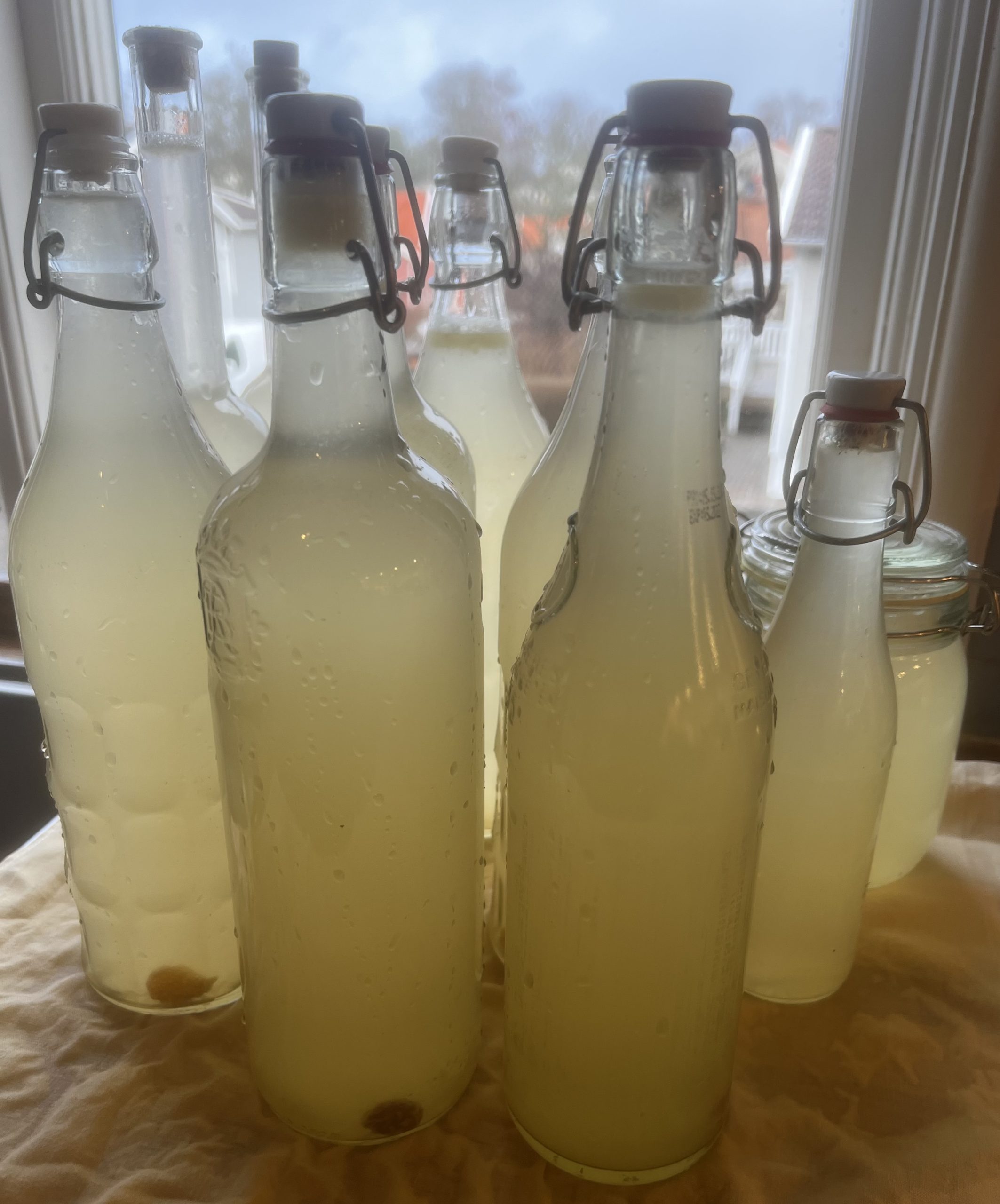Home made ginger beer
