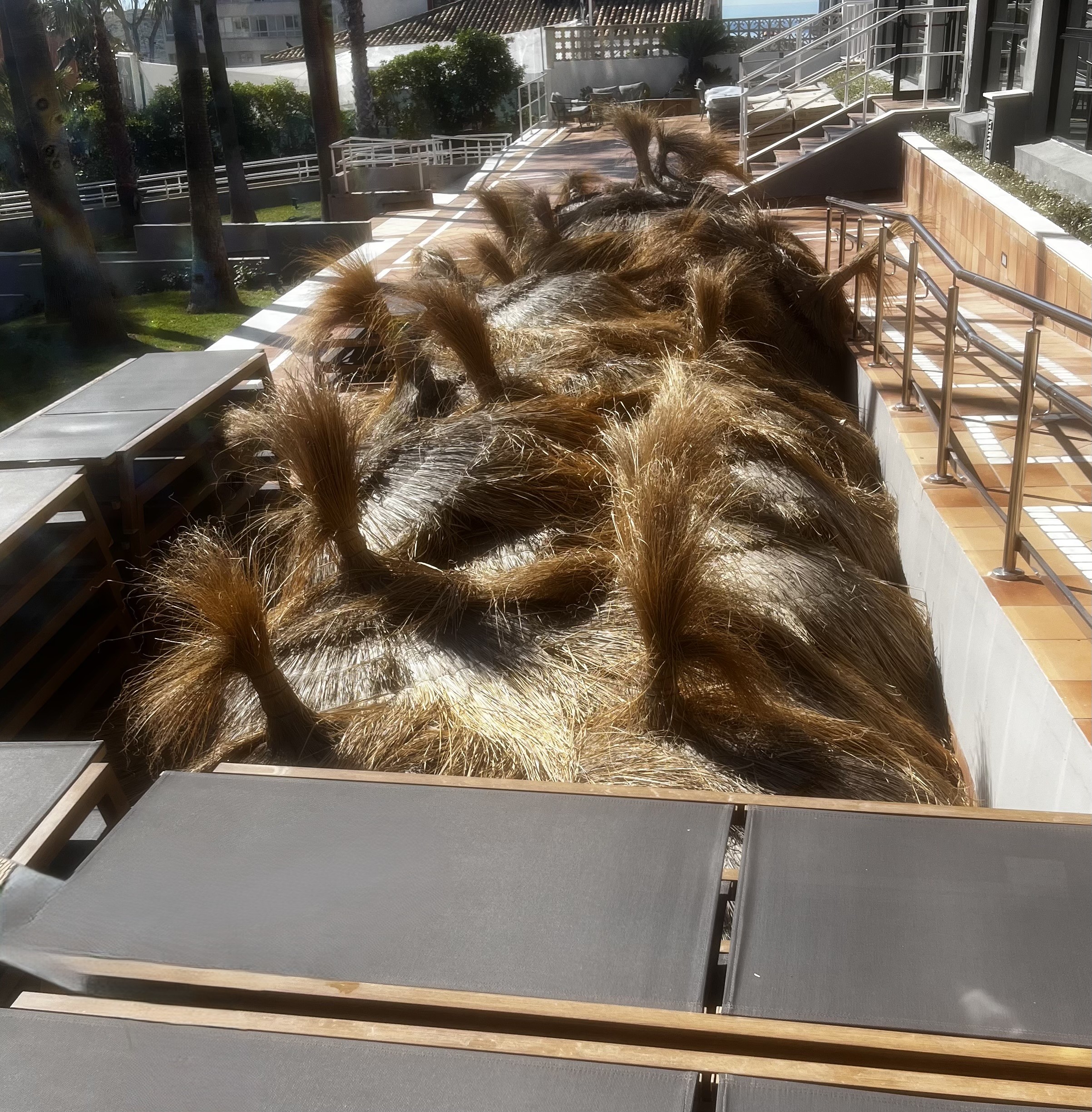 just waking after the winter hibernation, sunshades