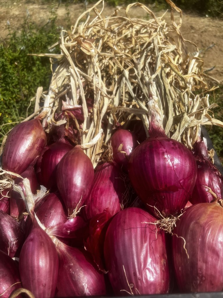 Tropea red onions, note the shape