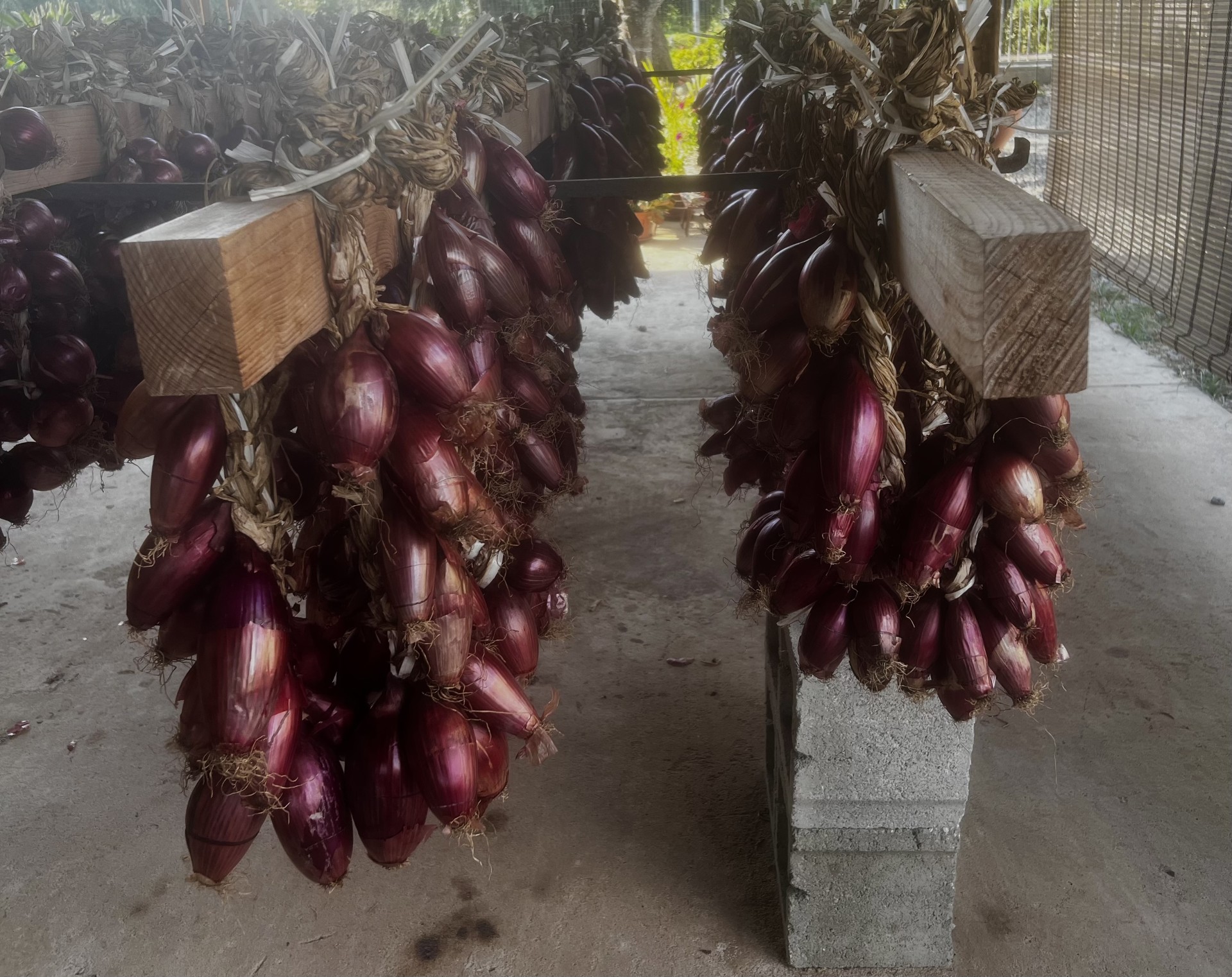 Hanging in bunches at the local vegetable shop